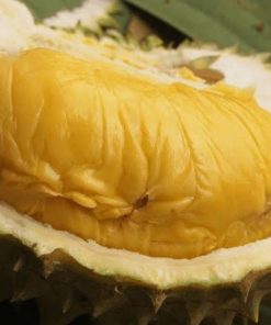 Bibit Durian Bawor Banyumas Okulasi Sorong
