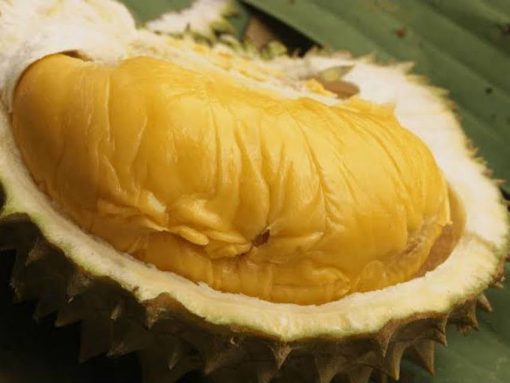 Bibit Durian Bawor Banyumas Okulasi Sorong