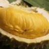 Bibit Durian Bawor Banyumas Okulasi Sungai Penuh