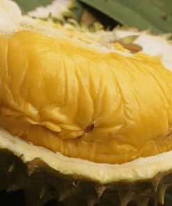Bibit Durian Bawor Banyumas Okulasi Sungai Penuh