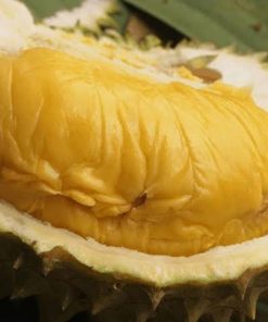 Bibit Durian Bawor Banyumas Okulasi Payakumbuh