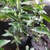 bibit jeruk tongheng Kalimantan Timur