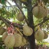 bibit durian bawor okulasi Bandar Lampung