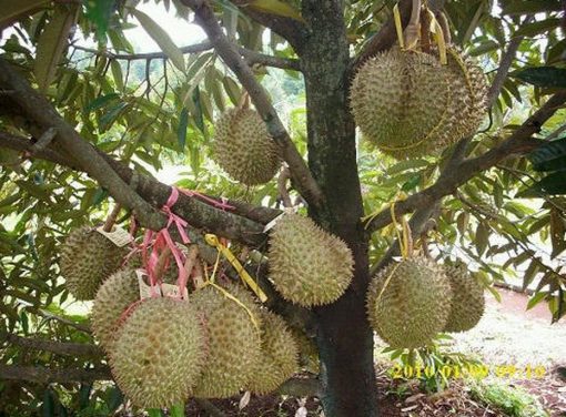 bibit durian bawor okulasi Bandar Lampung