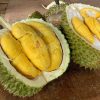 bibit durian musangking unggul Jakarta