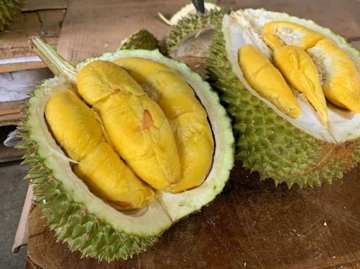 bibit durian musangking unggul Jakarta