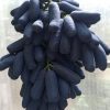 BIBIT ANGGUR IMPORT MOONDROP ASLI GRAFTING hasil grafting cepat berbuah Bangka Belitung