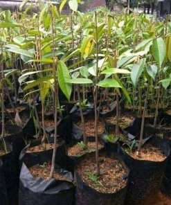 bibit durian montong Kota Administrasi Jakarta Utara