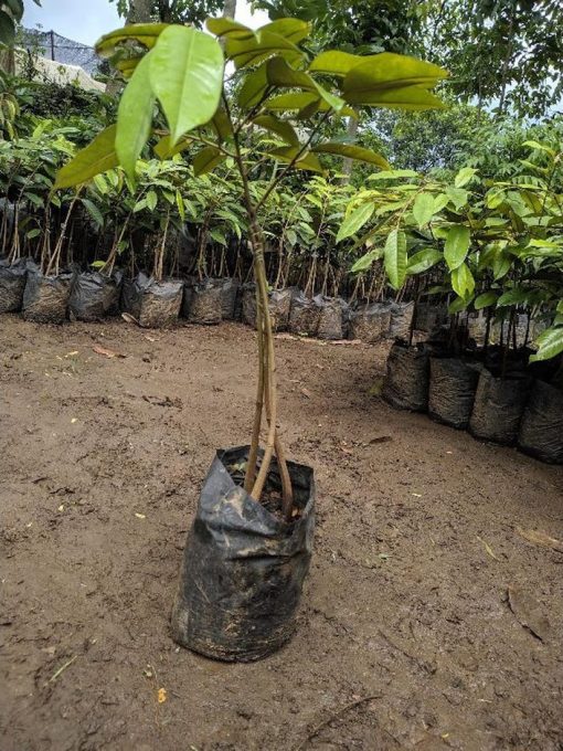 bibit durian montong kaki 3 Balikpapan