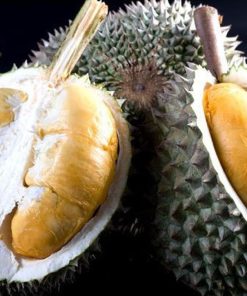 Bibit Durian Duri Hitam Pekanbaru