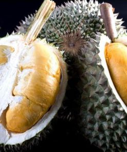 Bibit Durian Duri Hitam Jawa Barat