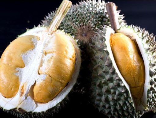 Bibit Durian Duri Hitam Jawa Barat