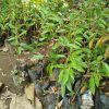 bibit durian duri hitam Ternate