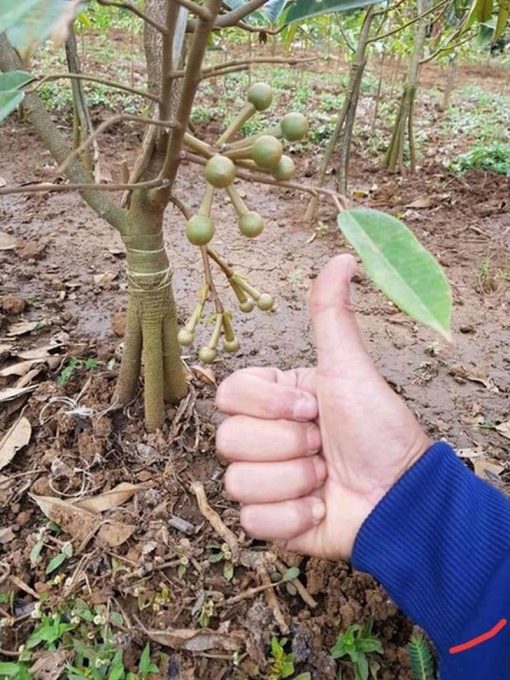 bibit durian kaki 3 musangking Tebingtinggi