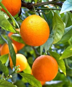 Bibit jeruk sunkis berbuah lebat tanpa mengenal musim Sumatra Barat