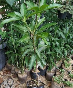 tanaman Buah bibit benih mangga aromanis arumanis harumanis simanalagi mangga madu Bangka Belitung