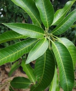 tanaman Buah bibit benih mangga aromanis arumanis harumanis simanalagi mangga madu Lhokseumawe