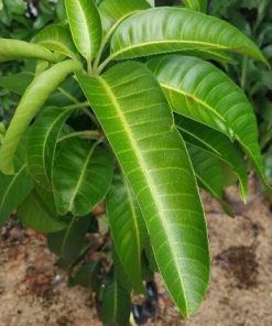 tanaman Buah bibit benih mangga aromanis arumanis harumanis simanalagi mangga madu Aceh
