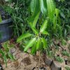 tanaman Buah bibit benih mangga aromanis arumanis harumanis simanalagi mangga madu Tanjungpinang