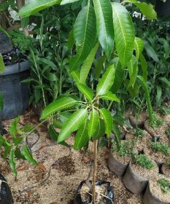 tanaman Buah bibit benih mangga aromanis arumanis harumanis simanalagi mangga madu Tanjungpinang
