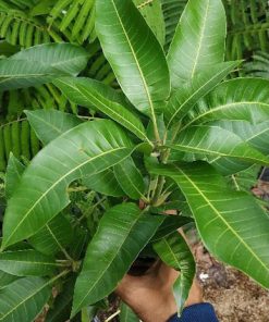 tanaman Buah bibit benih mangga aromanis arumanis harumanis simanalagi mangga madu Sumatra Utara