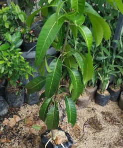 tanaman Buah bibit benih mangga aromanis arumanis harumanis simanalagi mangga madu Sumatra Utara