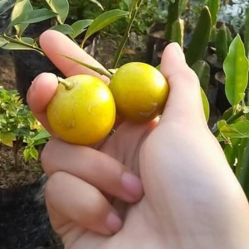 bibit tanaman buah jeruk tongheng berbuah tanpa musim Papua