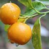 bibit tanaman buah jeruk tongheng berbuah tanpa musim Sumatra Utara