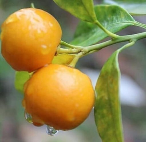 bibit tanaman buah jeruk tongheng berbuah tanpa musim Sumatra Utara
