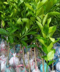 bibit tanaman buah jeruk tongheng berbuah tanpa musim Bandar Lampung