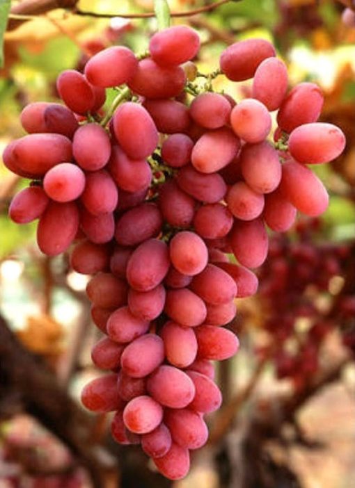 Bibit Anggur Import Jenis Autumn Pink Sedles Cod Padangpanjang