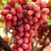 Bibit Anggur Import Jenis Autumn Pink Sedles Cod Parepare
