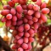 Bibit Anggur Import Jenis Autumn Pink Sedles Cod Kalimantan Timur