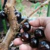 bibit anggur pohon Jawa Tengah