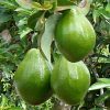 bibit alpukat miki super unggul tinggi 50 60 cm Bitung