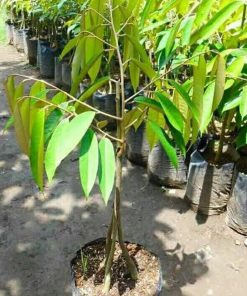 bibit tanaman buah durian musang king 3 kaki 1 meter bibit buah Jambi