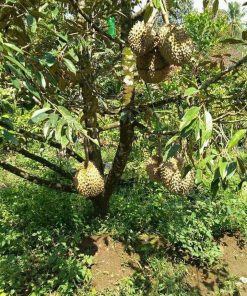 bibit tanaman buah durian musang king 3 kaki 1 meter bibit buah Lhokseumawe