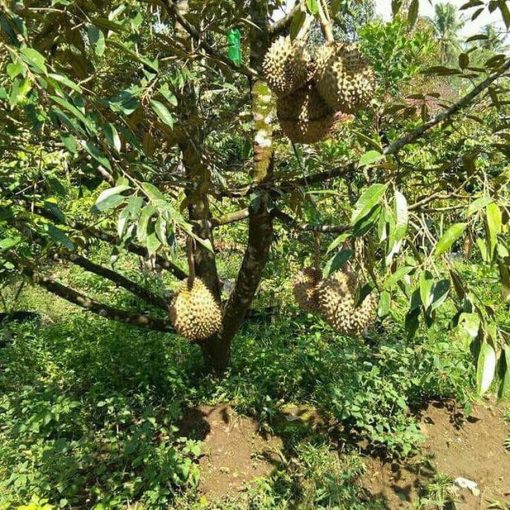bibit tanaman buah durian musang king 3 kaki 1 meter bibit buah Sumatra Utara