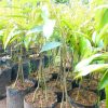 bibit durian musangking kaki 3 super unggulan Jambi