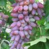 BIBIT ANGGUR JARI MERAH SUPER IMPORT JENIS CARNIVAL SIAP BERBUAH Maluku Utara