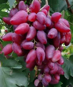 Bibit Anggur Import Jenis Duboski Pink Super Cod Serang