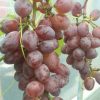 Bibit Anggur Import Jupiter Seedless Grafting Manado