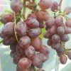 Bibit Anggur Import Jupiter Seedless Grafting Sumatra Selatan