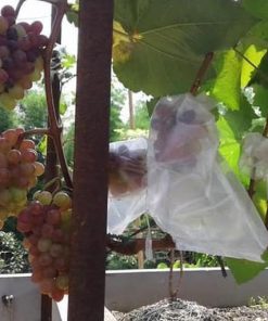 Bibit Anggur Import Jupiter Seedless Grafting Kediri