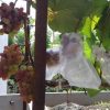 Bibit Anggur Import Jupiter Seedless Grafting Nusa Tenggara Barat