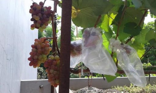 Bibit Anggur Import Jupiter Seedless Grafting Nusa Tenggara Barat