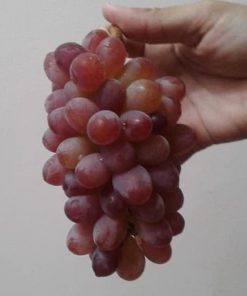 Bibit Anggur Import Jupiter Seedless Grafting Bontang