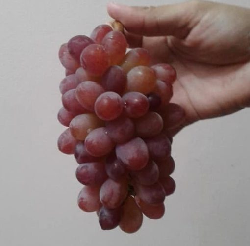 Bibit Anggur Import Jupiter Seedless Grafting Bontang