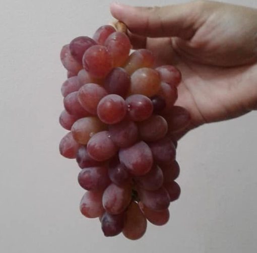 Bibit Anggur Import Jupiter Seedless Grafting Banten