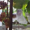 Bibit Anggur Import Jupiter Seedless Grafting Sumatra Barat